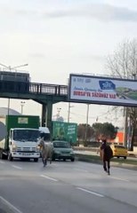 Başıboş atlar yollarda cirit atıyor