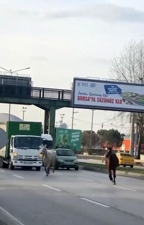 Başıboş atlar yollarda cirit atıyor