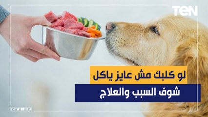 زي الأطفال المتدلعة.. لو كلبك رافض الأكل الفريش إزاي تتعامل معاه؟
