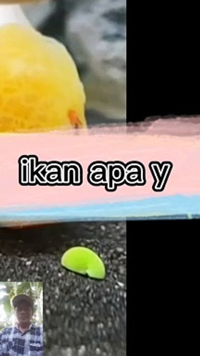 Ikan blaem2 ikan apa y?