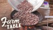 Farm To Table: Making chocolate straight from cacao pods!