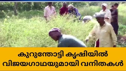 വാതവും വീട്ടിലെ പഞ്ഞവും അകറ്റാന്‍ കുറുന്തോട്ടി കൃഷി
