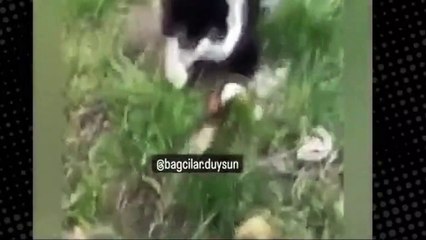 Gaziantep'in ardından İstanbul'da! 'Büyü bozmak' için kedilerin bacaklarını kestiler iddiası