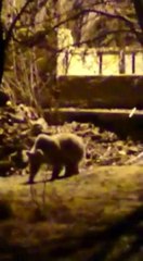 Tunceli'de vatandaşın ağaca çıkan ayıyla güldüren konuşması