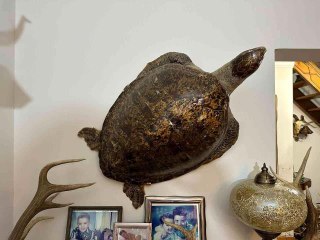 KADIKÖY'DE YÜZLERCE HAYVAN BOYNUZU ELE GEÇİRİLDİ