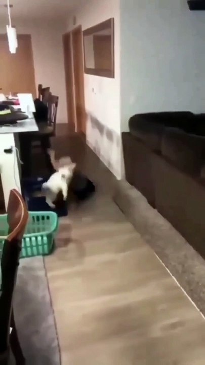 Kucing putih