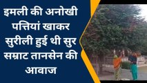 ग्वालियर: तानसेन मकबरा के पास स्थित इमली का अद्भुत पेड़, पत्तियां खाने लोगों की लगती है भीड़