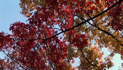 Great Smoky Mountains