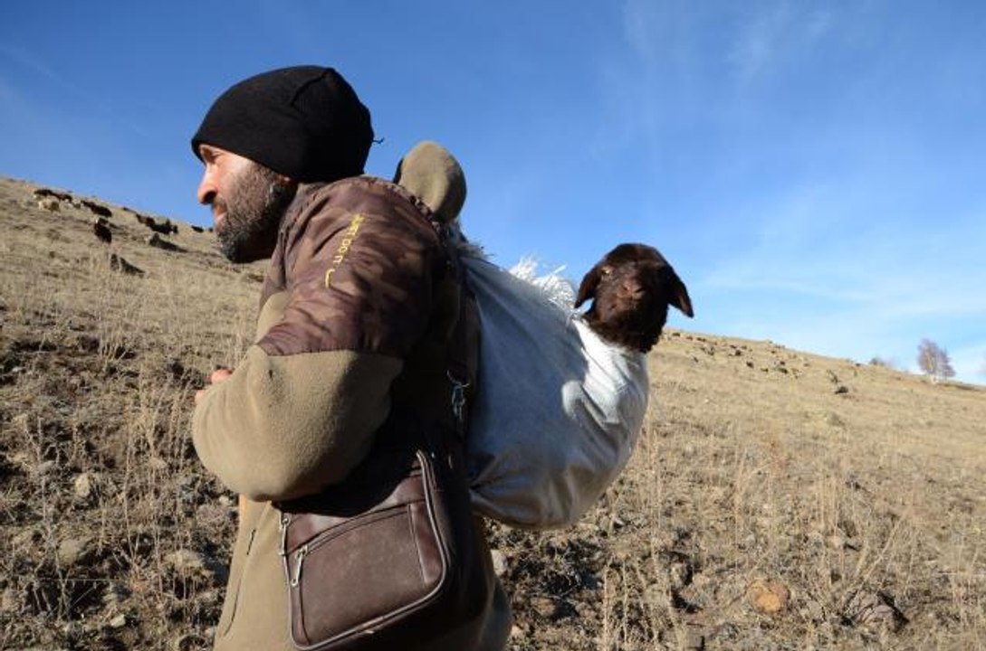 Karslı çoban merada doğan kuzuyu sırtında taşıyarak köye getirdi