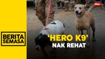 SAR tanah runtuh: Lapan Anjing K9 direhatkan seketika