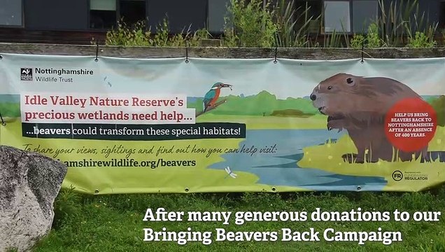 Idle Valley Nature Reserve welcomes births of beaver kits