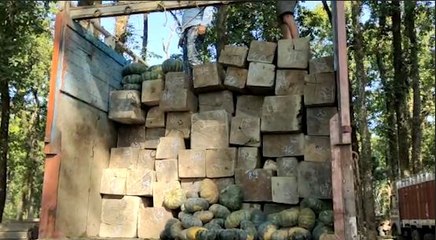 জলপাইগুড়িতে মিষ্টি কুমড়োর আড়ালে কাঠ পাচারের ছক বানচাল করল বনদফতর |OneIndia Bengali