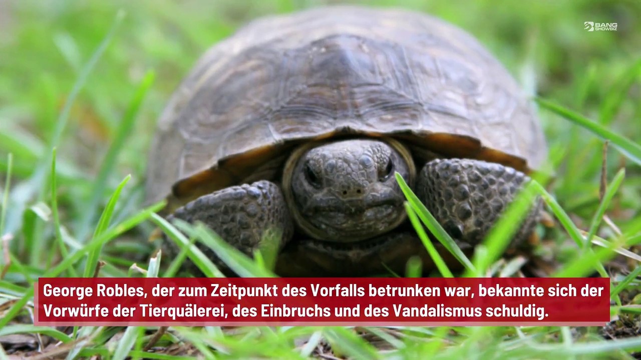 Mann sticht auf Schildkröte ein