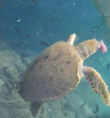 YARALI CARETTA CARETTAYA TEDAVİ