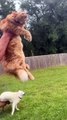 Funny Crazy Cats Viral Clips #Best #funny Cute Cats #shorts Video #trending #animals #reels