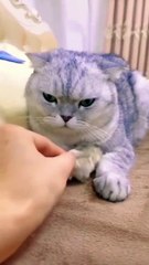 cat mouse friendship#shorts