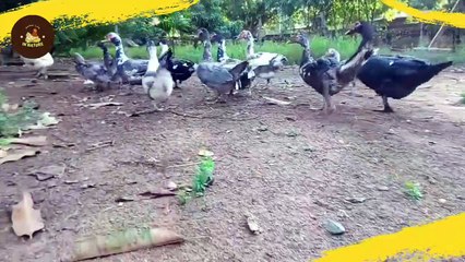 Ducks Walk Leisurely on Land & in Water - duck sound