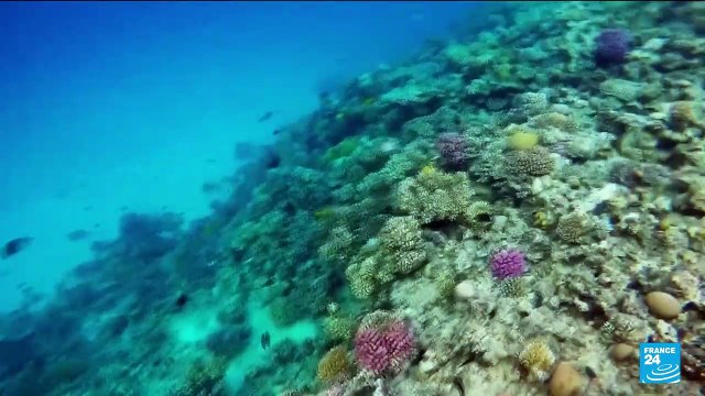 Historic biodiversity agreement reached at UN conference