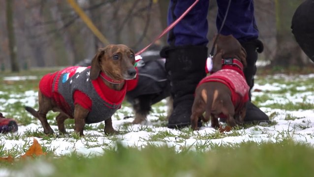 Dachshund through the snow: Sausage dogs meet for annual festive walk in Hyde Park