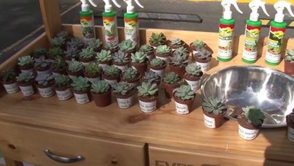 bd-publireportaje-evergreen-191222