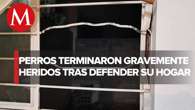 En San Luis Potosí, ladrones hieren a perros pitbull; los canes cuidaban la casa