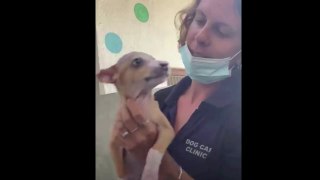 Injured Street Puppy Into her New Home