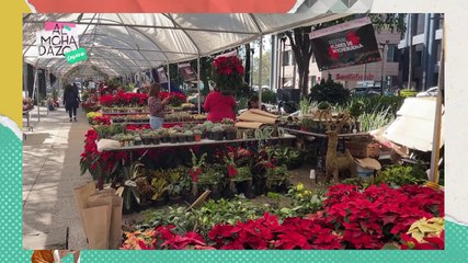 Dando la vuelta por el Festival de las Nochebuenas - Almohadazo Casero