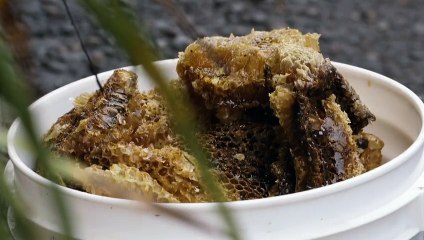 This Andean Bear Is Having the Time of His Life!