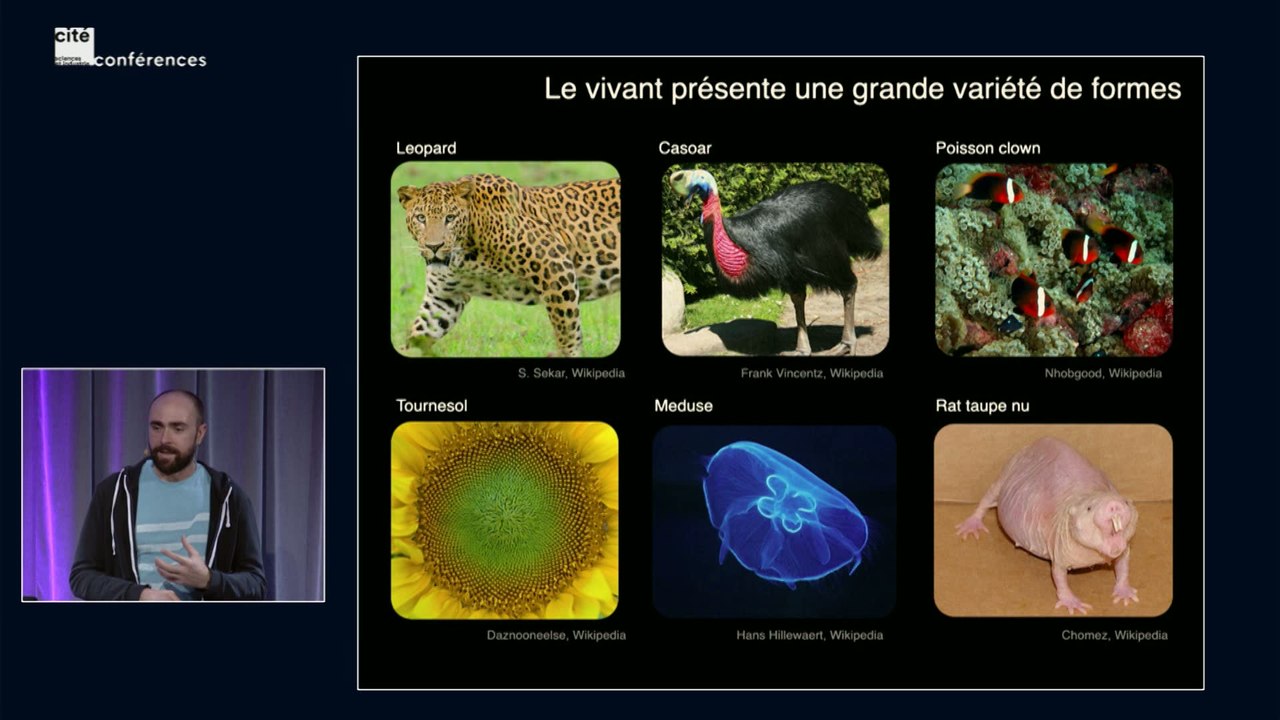 Formes du vivant : la physique s'applique