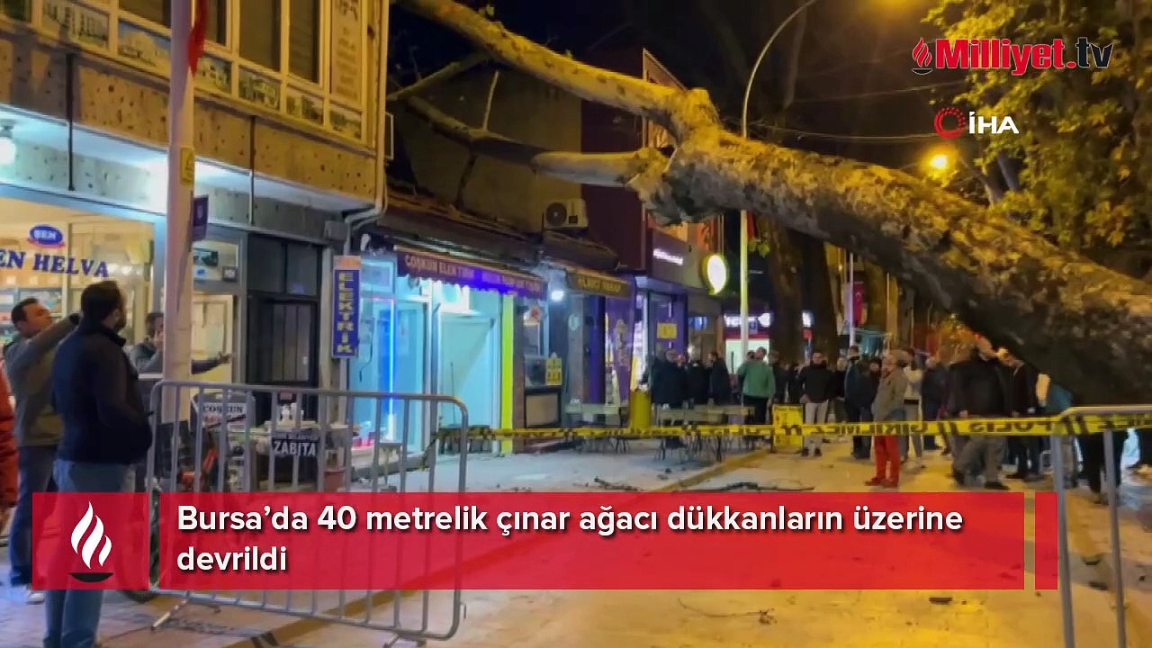 40 metrelik çınar ağacı dükkanların üzerine devrildi