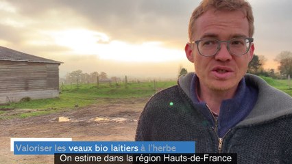 Des solutions pour valoriser les veaux laitiers au sein de la filière bio