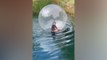 Elle essaye de marcher sur l'eau à l'intérieur d'une bulle de plastique