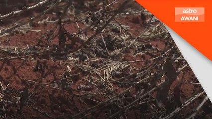 Perubahan Iklim | Cuaca tidak menentu gugat pengeluaran kopi di Kenya