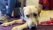 Charity Guide Dogs are seeking animal-loving volunteers - including a role raising puppies