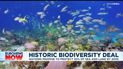 Latest news bulletin | December 19th – Evening