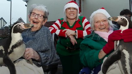 Penguins bring Christmas cheer to Essex care home