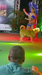 Puppy Climbs on Stage and Steals the Show