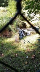 Parc du château de Vizille   Musée de la Révolution française Domaine de Vizille #vizille #châteaudevizille #parc #france #2022 (13)