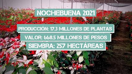 Nochebuena; del medio silvestre a la biopiratería | Especiales Milenio