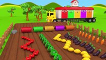 Harvesting Fruits and Vegetables with Tractors Learn Colors for Kids Children's