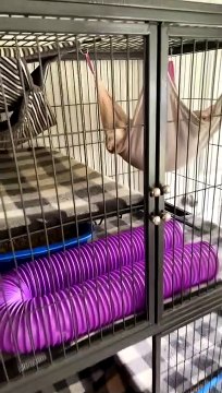 Kitten in Cuddle Puddle with Sleeping Ferrets in Pet Hammock