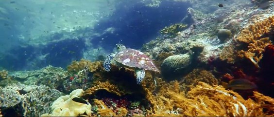 Luxury Vacation Idea_ Explore Indonesia & The Coral Triangle by Yacht