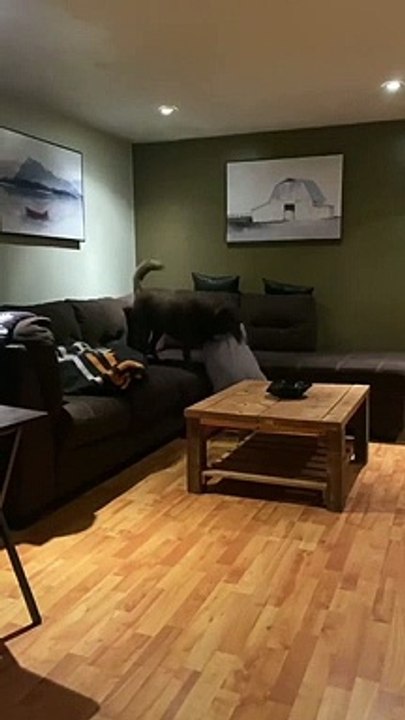 Well Trained Dog Lucy Helps Dad With Newborn Twins