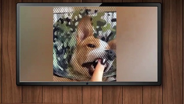 Meilleures vidéos d'animaux drôles de 2022 - Vidéos de chats et de chiens les plus drôles