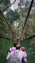 Monyet besar menyeberang jembatan