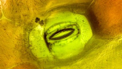 Incredible footage shows plants 'breathing'