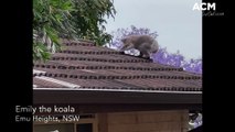 Emily the koala on Sydney house roof - December 1, 2022 - Blue Mountains Gazette