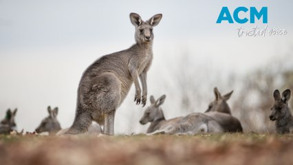 Campaign to keep Australian wildlife from becoming roadkill