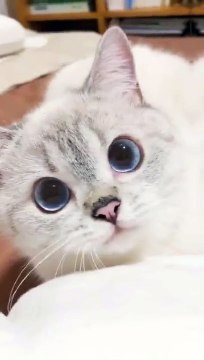 007 LUCU ABIS || Video Lucu Bikin Ngakak || Kelakuan Warga Bumi Bikin Sakit Perut||funny Comedy Videos