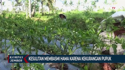 Pasca Terendam Banjir, Tanaman Padi Rusak Terserang Hama Keong Mas